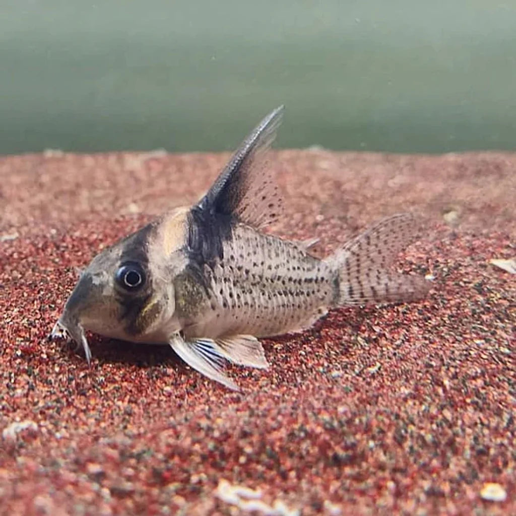 CW027 Highfin Spotted Corydoras 4cm | Seven Fishes