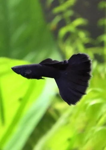 Jet Black Guppy Male