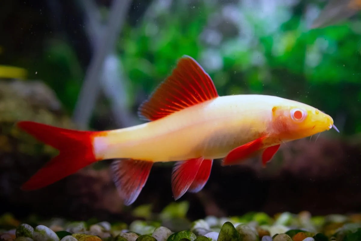 Albino Rainbow Shark