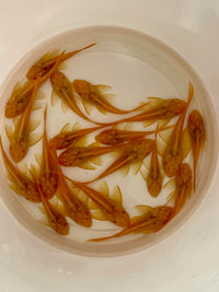 Albino Sailfin Pleco