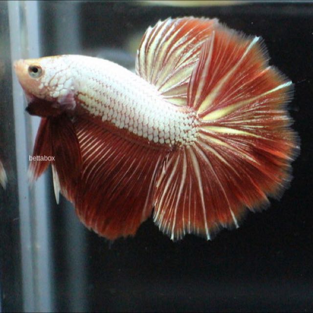 Assorted Red Dragon Delta-tail Male