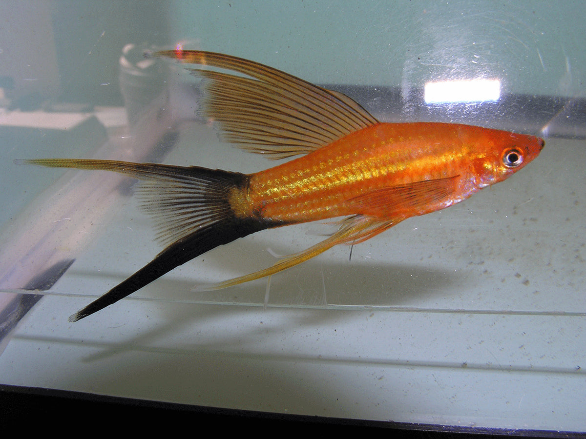 Red Wag Highfin Swordtail