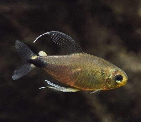 Veilfin Tetra