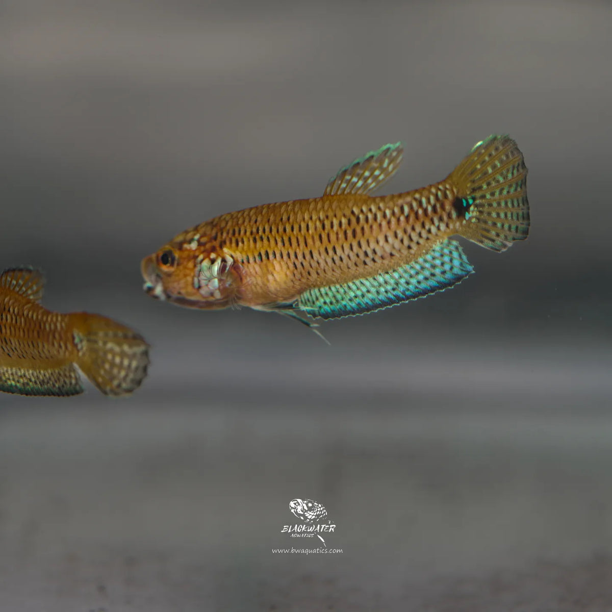 WILD CAUGHT Betta Sp. Candy