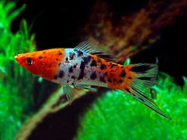 Calico Swordtail