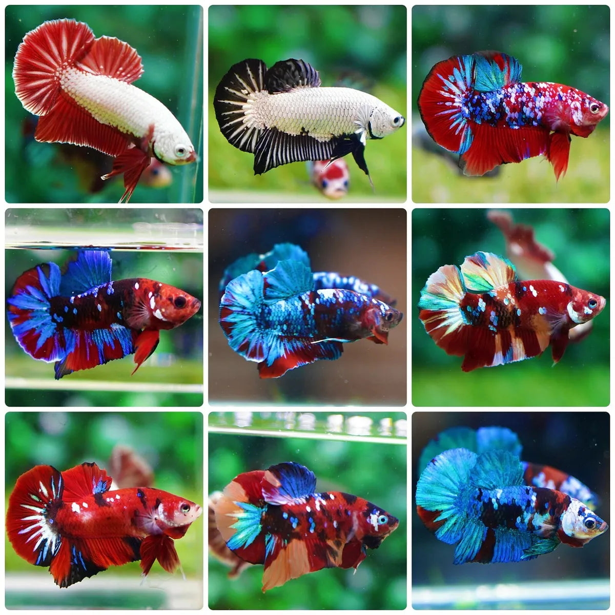 Assorted HMPK Male