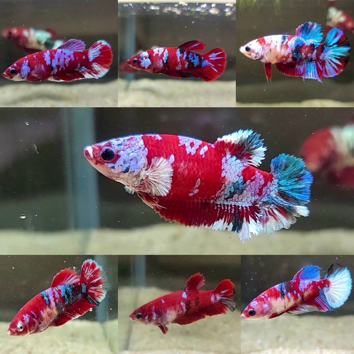 Assorted Red Galaxy HMPK Female