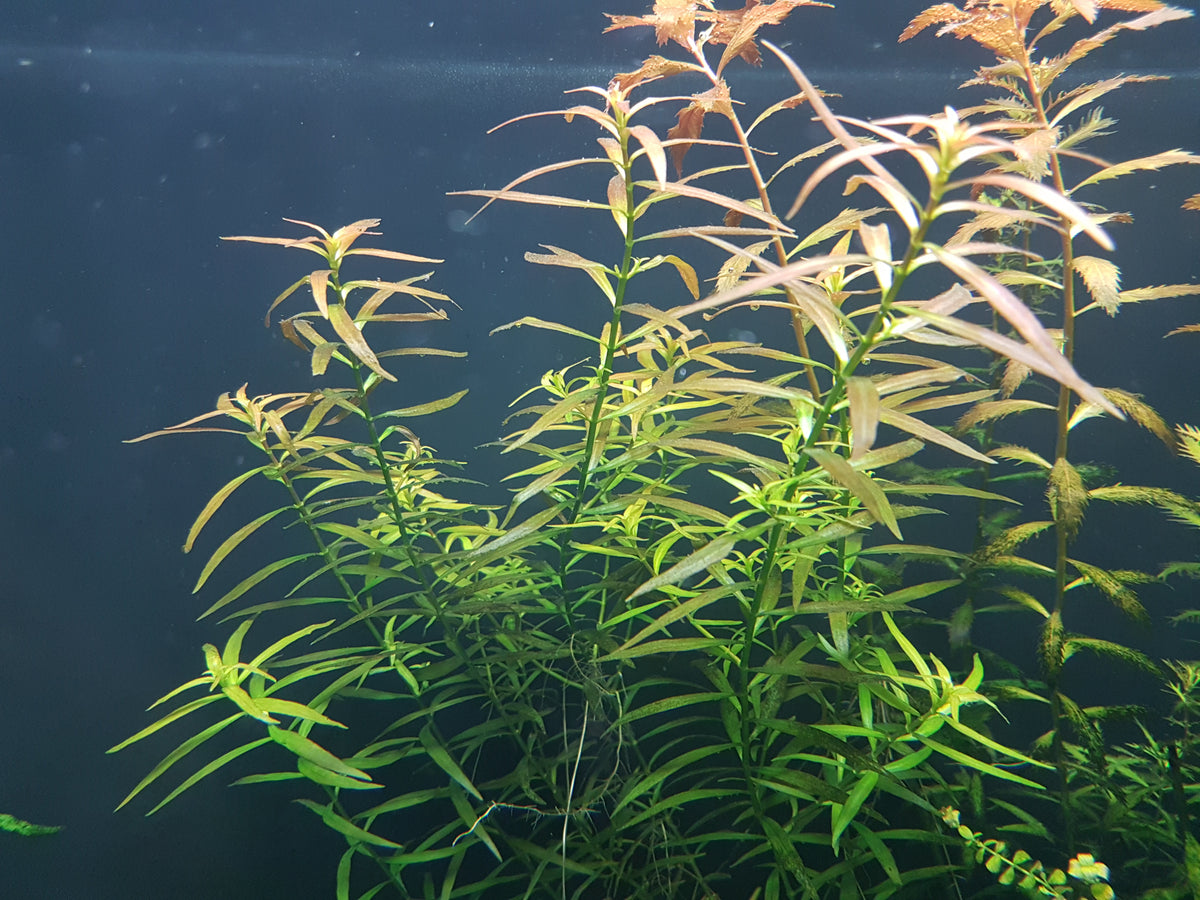 Ludwigia Brevipes Potted