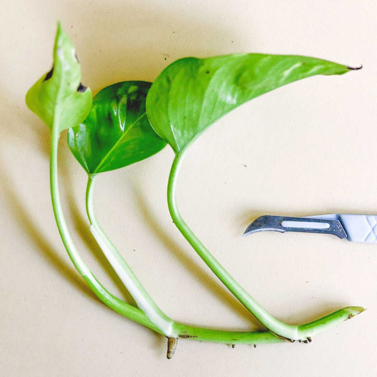 Pothos Cutting - Grown Emersed
