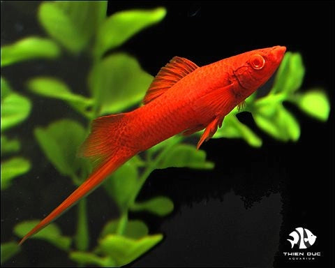 Firecracker Swordtail