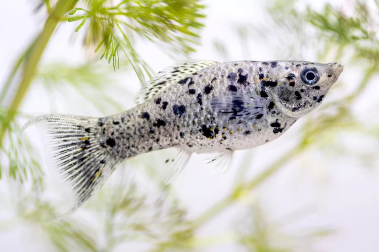 Dalmatian Molly