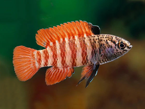 Black Tiger Dario