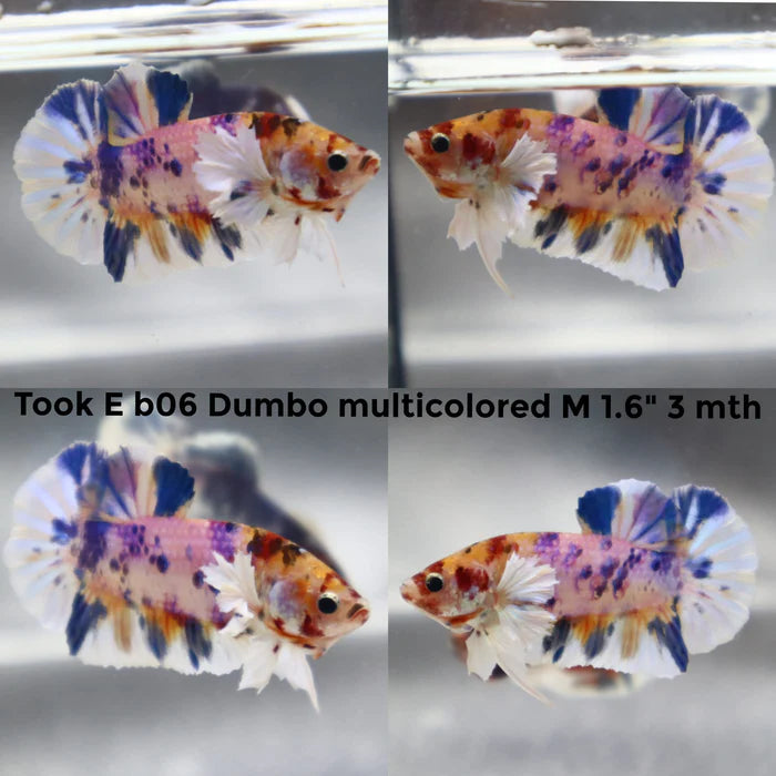 Assorted Multicolour Dumbo HMPK Male