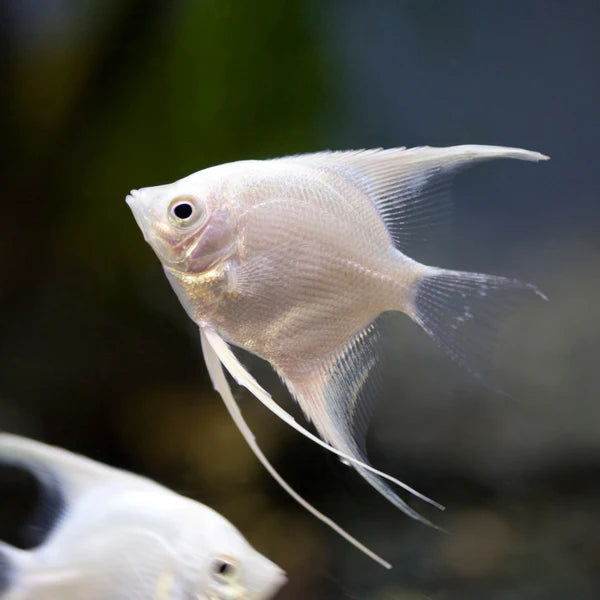 Platinum Angelfish Juveniles