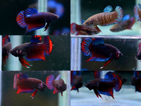 Load image into Gallery viewer, Traditional Arena Fighter
