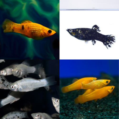 Assorted Molly Seven Fishes