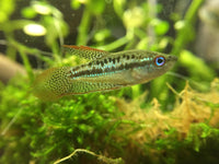 Load image into Gallery viewer, Sparkling Gourami - Seven Fishes
