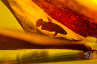 Load image into Gallery viewer, Betta Api Api Juveniles
