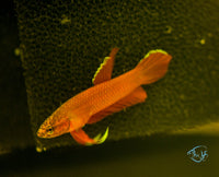 Load image into Gallery viewer, Betta Api Api Juveniles
