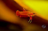 Load image into Gallery viewer, Betta Api Api Juveniles
