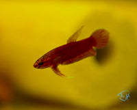 Load image into Gallery viewer, Betta Api Api Juveniles
