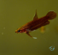 Load image into Gallery viewer, Betta Api Api Juveniles
