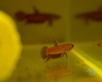 Load image into Gallery viewer, Betta Api Api Juveniles
