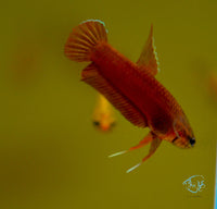 Load image into Gallery viewer, Betta Api Api Juveniles
