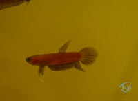 Load image into Gallery viewer, Betta Api Api Juveniles
