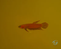 Load image into Gallery viewer, Betta Api Api Juveniles
