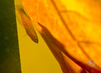 Load image into Gallery viewer, Betta Api Api Juveniles
