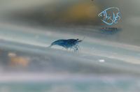 Load image into Gallery viewer, Blue Dream Cherry Shrimp
