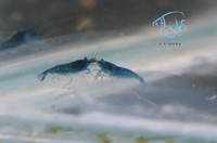 Load image into Gallery viewer, Blue Dream Cherry Shrimp
