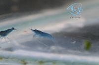 Load image into Gallery viewer, Blue Dream Cherry Shrimp
