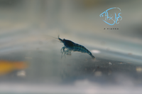 Load image into Gallery viewer, Blue Dream Cherry Shrimp
