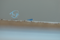 Load image into Gallery viewer, Blue Dream Cherry Shrimp
