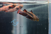 Load image into Gallery viewer, Betta Albimarginata Pair
