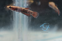 Load image into Gallery viewer, Betta Albimarginata Pair
