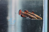 Load image into Gallery viewer, Betta Albimarginata Pair
