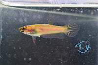 Load image into Gallery viewer, Betta Rubra Pair
