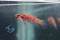 Load image into Gallery viewer, Betta Rubra Pair
