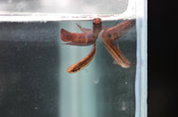 Load image into Gallery viewer, Betta Coccina
