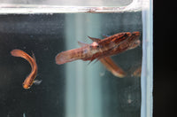 Load image into Gallery viewer, Betta Coccina
