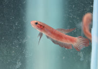 Load image into Gallery viewer, Betta Rutilans
