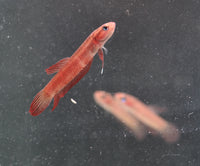 Load image into Gallery viewer, Betta Rutilans
