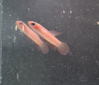 Load image into Gallery viewer, Betta Rutilans
