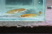 Load image into Gallery viewer, Betta Picta Pairs - Seven Fishes
