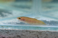 Load image into Gallery viewer, Betta Picta Pairs - Seven Fishes
