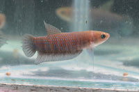 Load image into Gallery viewer, Betta Simorum
