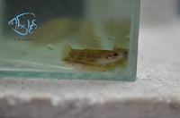 Load image into Gallery viewer, Betta Picta Pairs - Seven Fishes
